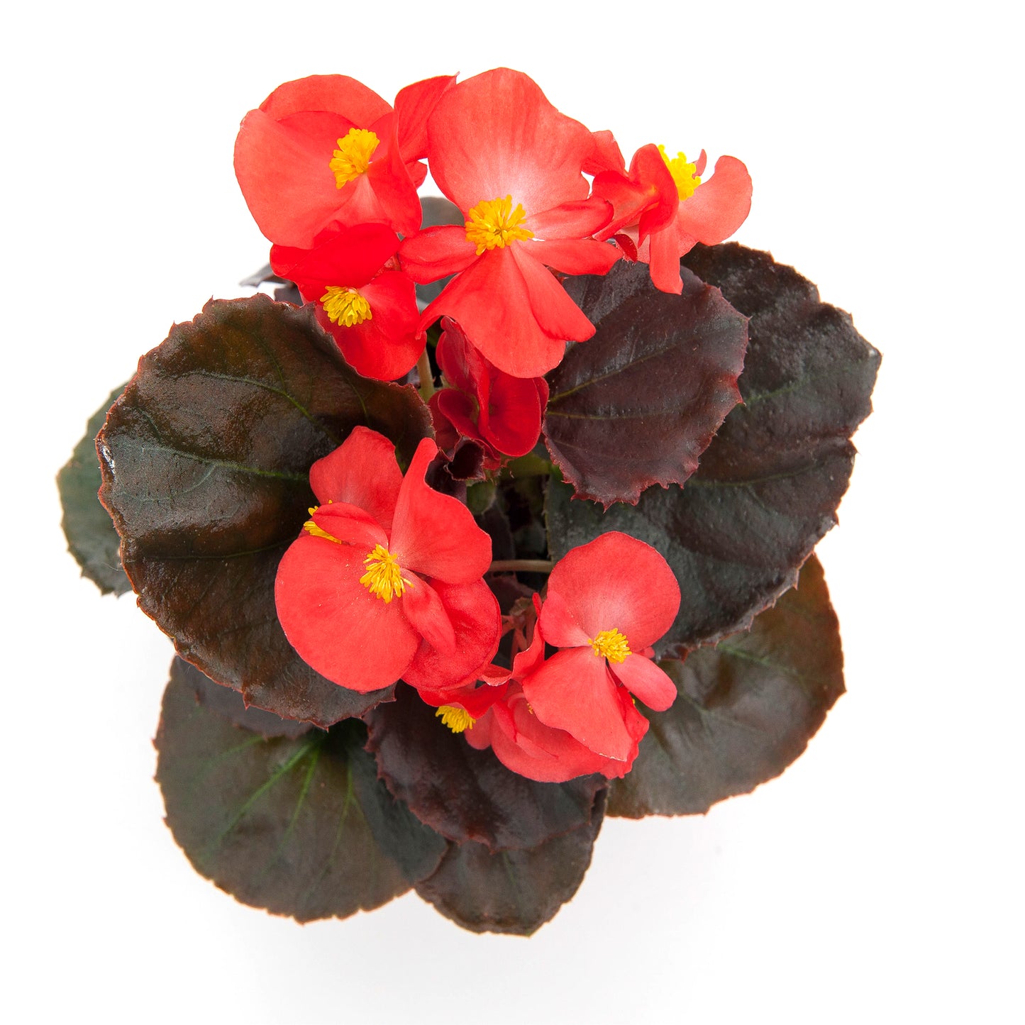 Begonia semperflorens Senator IQ Scarlet