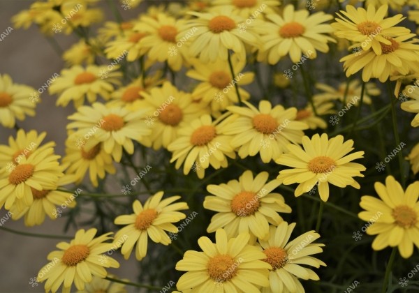 Argyranthemum frutescens Aramis Classic Yellow