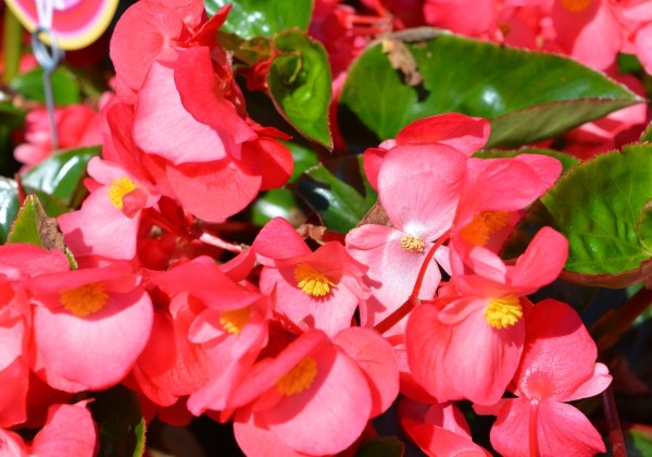 Begonia benariensis Big Pink with Green Leaf