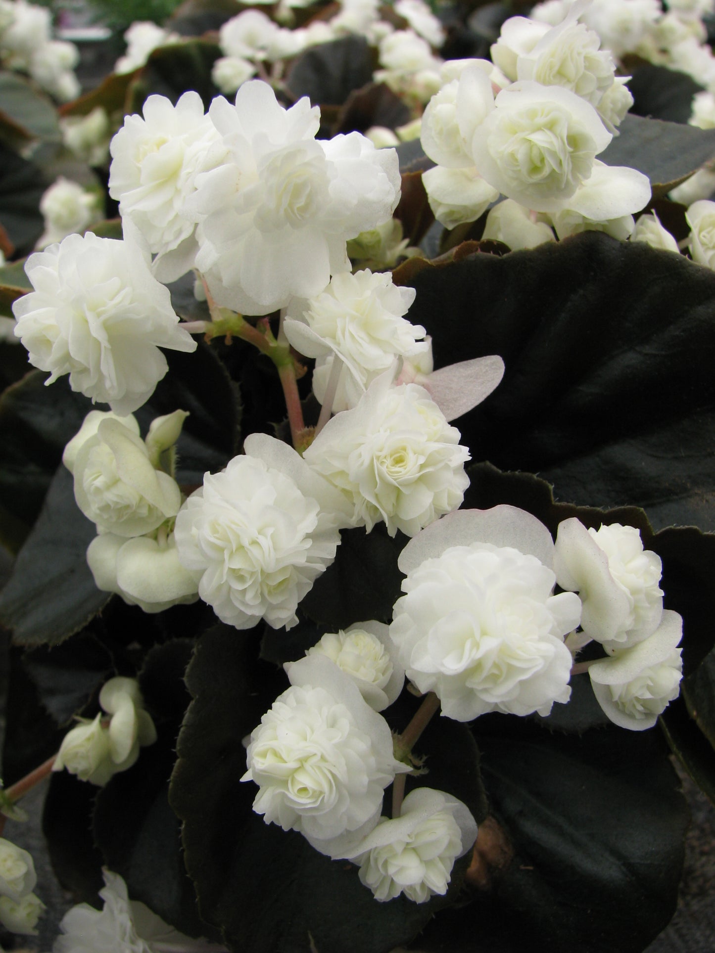 Begonia semperflorens Doublet White