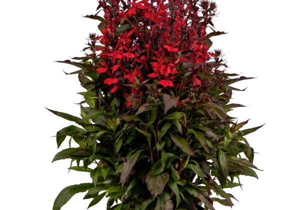 Lobelia speciosa Fanship Compact Scarlet