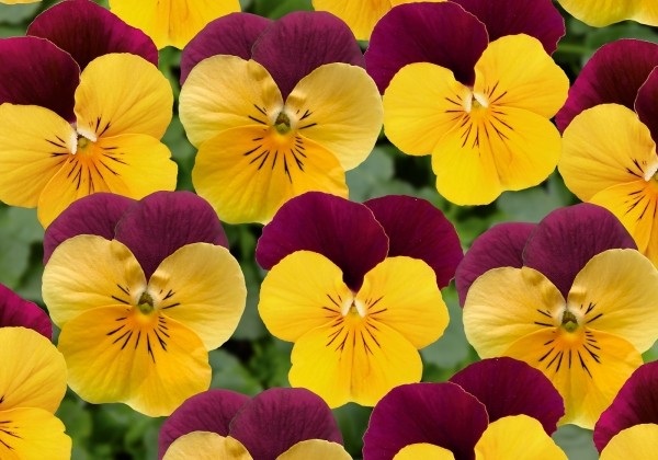 Viola cornuta Twix Orange Burgundy Wing