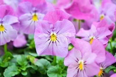 Viola cornuta Twix Rosy_1
