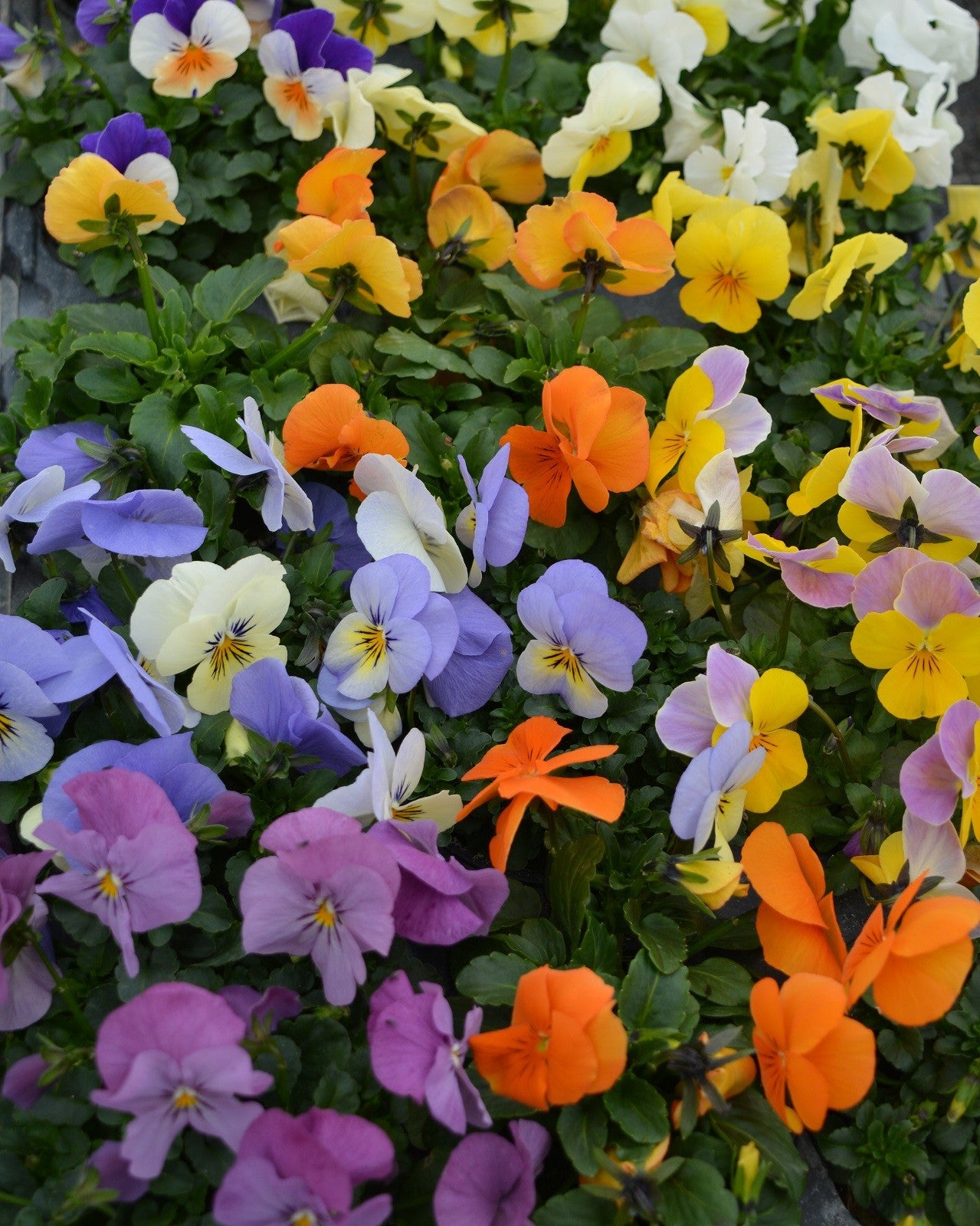 Viola cornuta Twix Audrey Mix