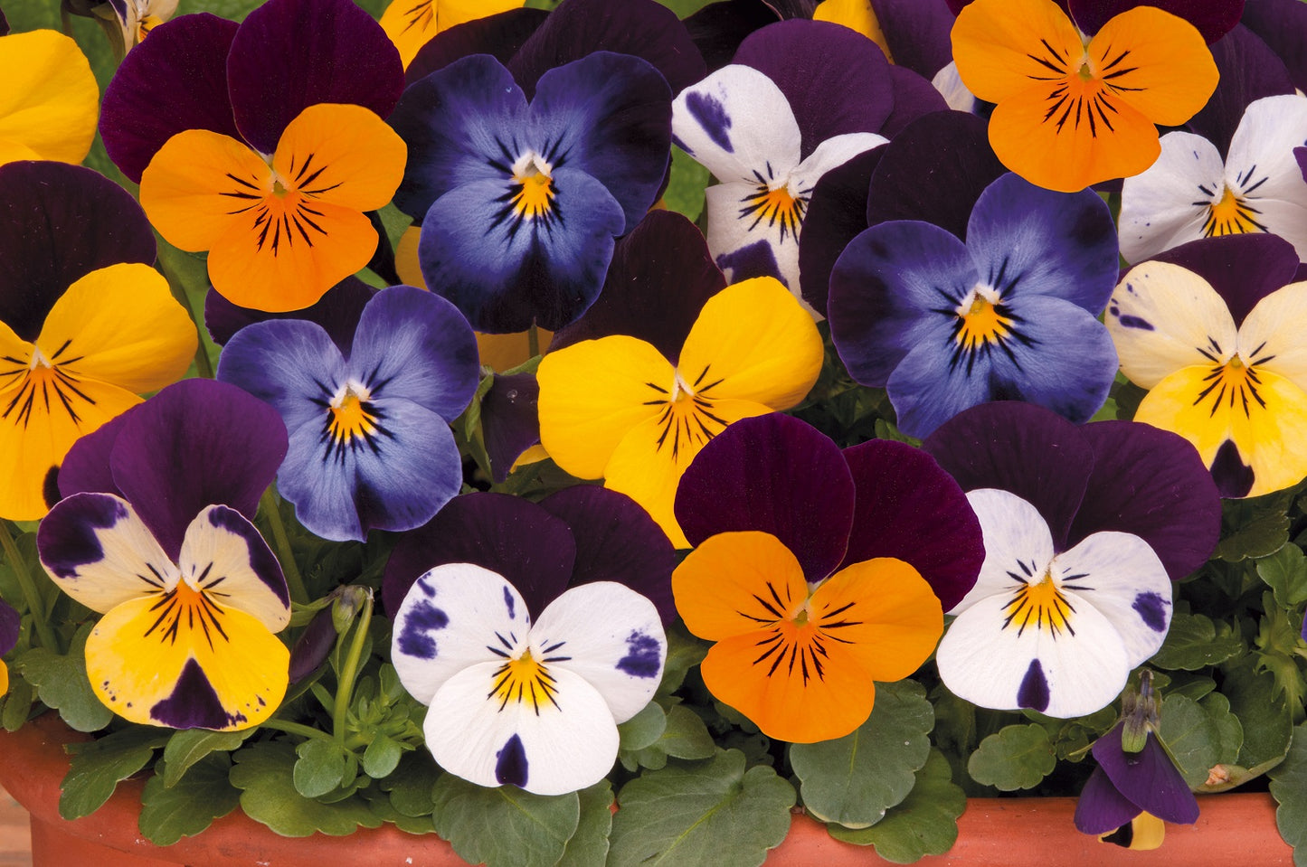 Viola cornuta Twix Wing Mix