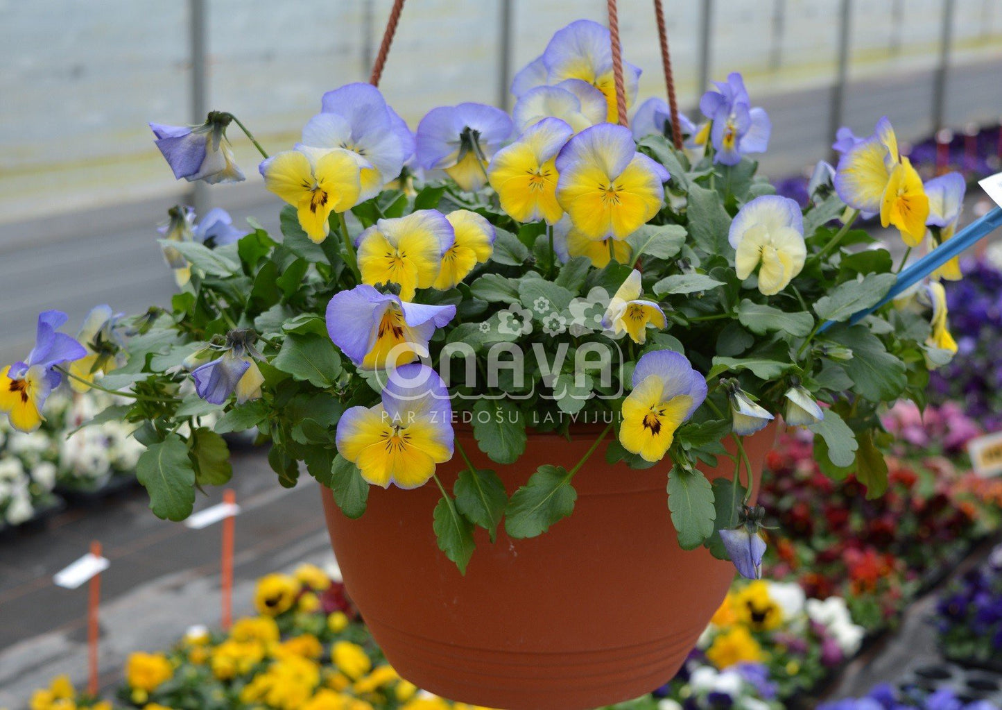 Viola wittrockiana Volante Morpho