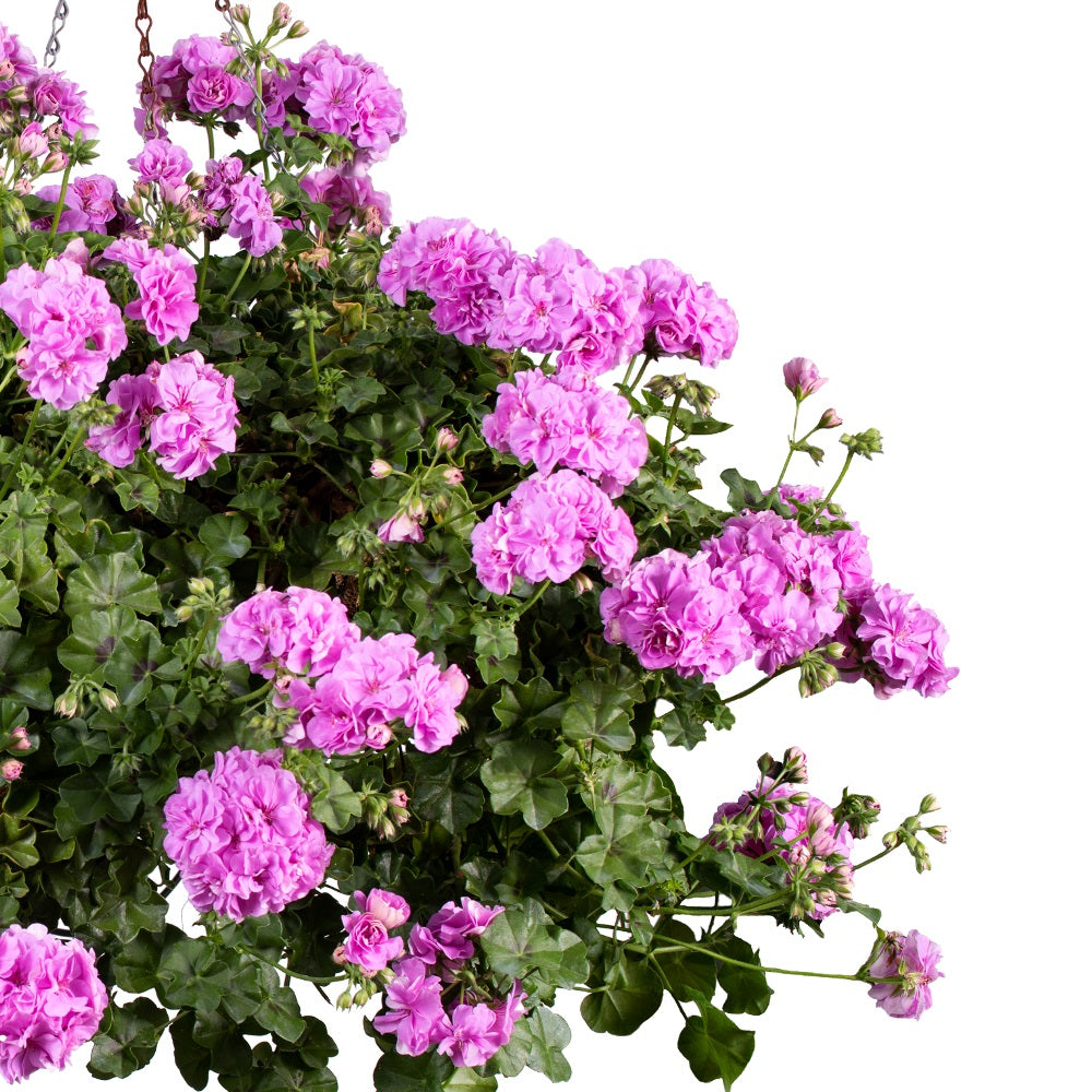Pelargonium peltatum Kitty