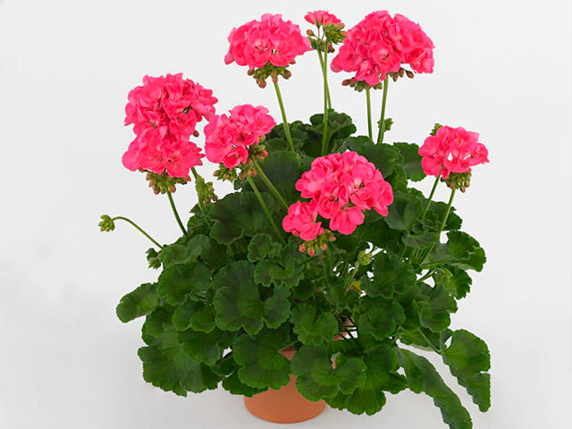 Pelargonium zonale Green Idols Hot Pink