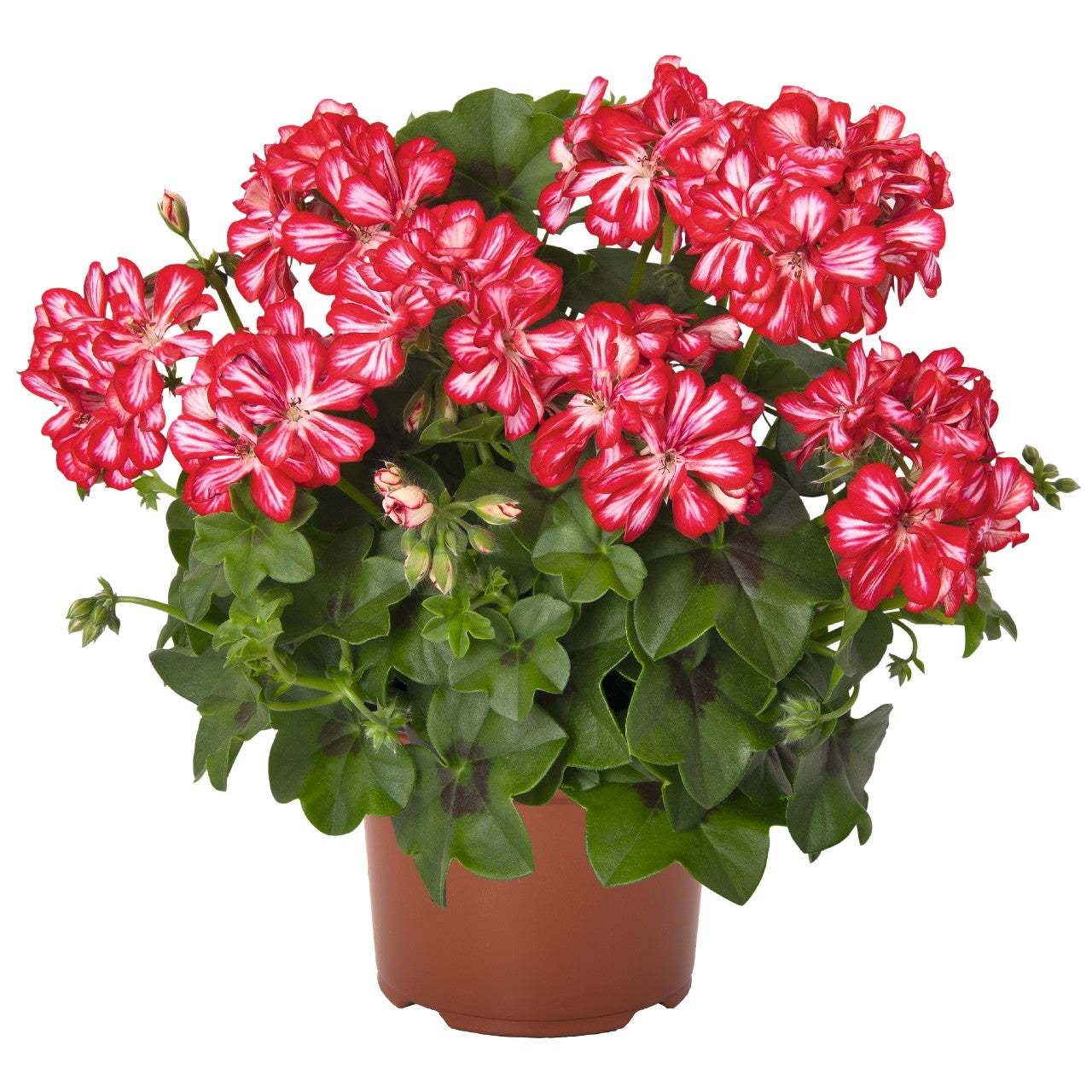 Pelargonium peltatum Atlantic Red Star