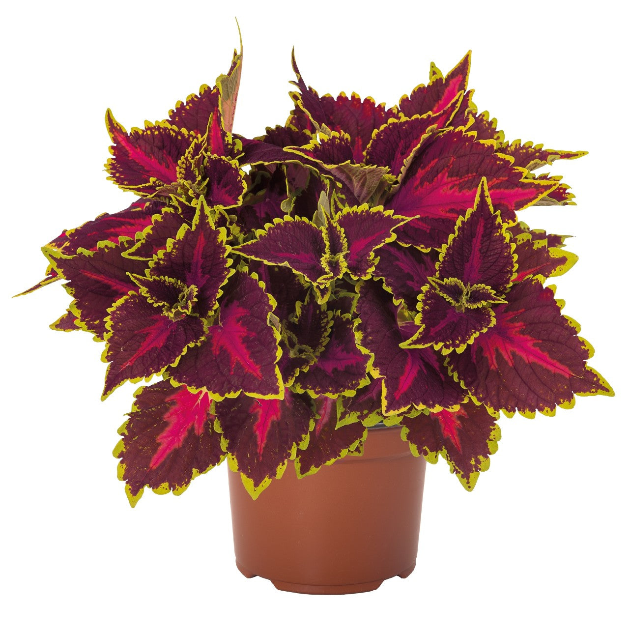 Coleus blumei Main Street Hollywood Boulevard