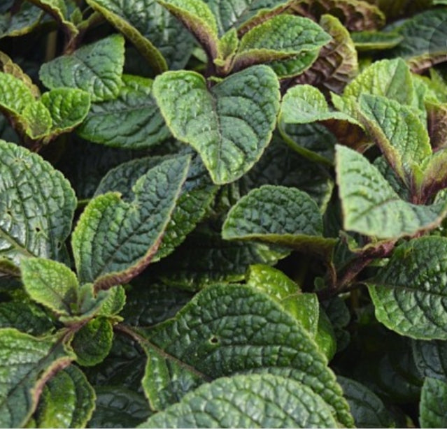 Plectranthus fruticosus Nikki