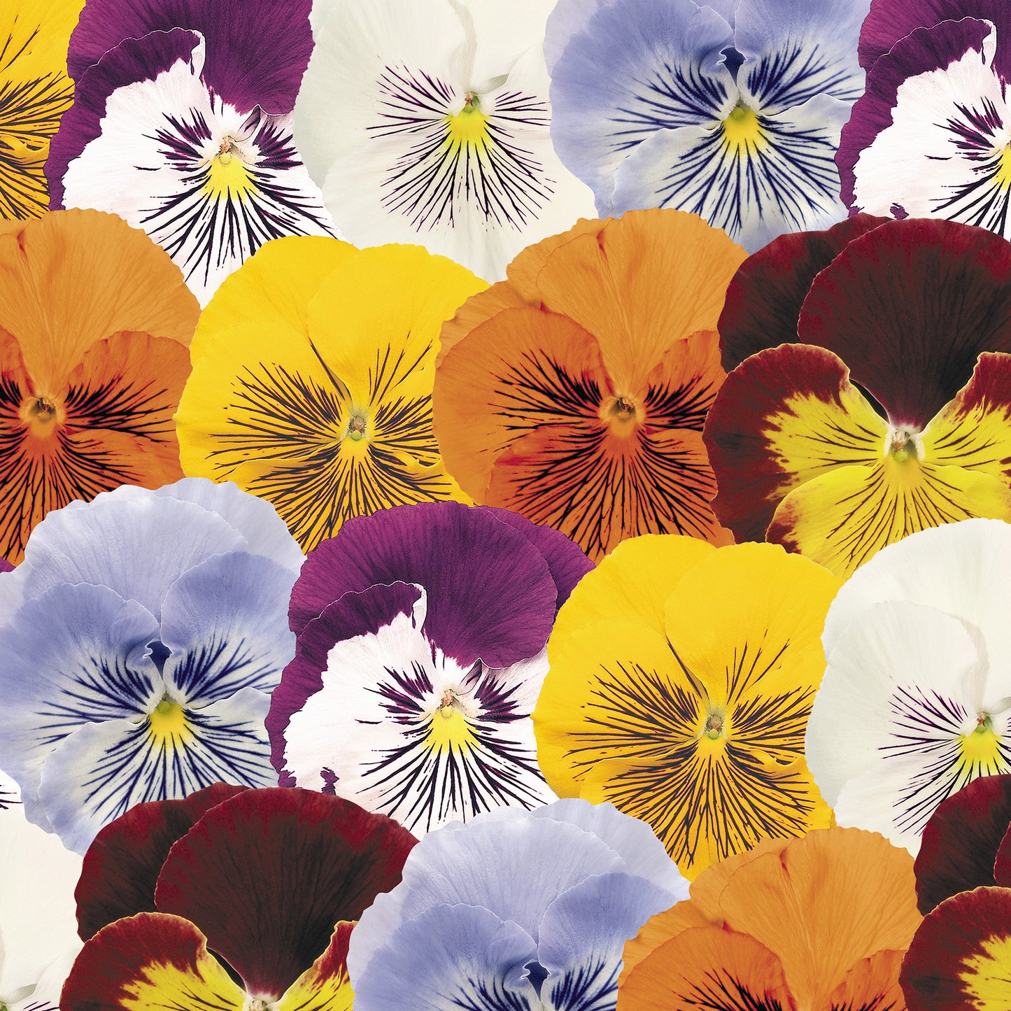 Viola wittrockiana Cats Mix