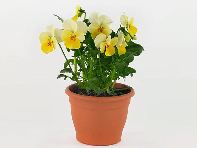 Viola cornuta Twix Primrose