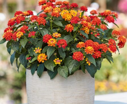 Lantana camara Evita Scarlet
