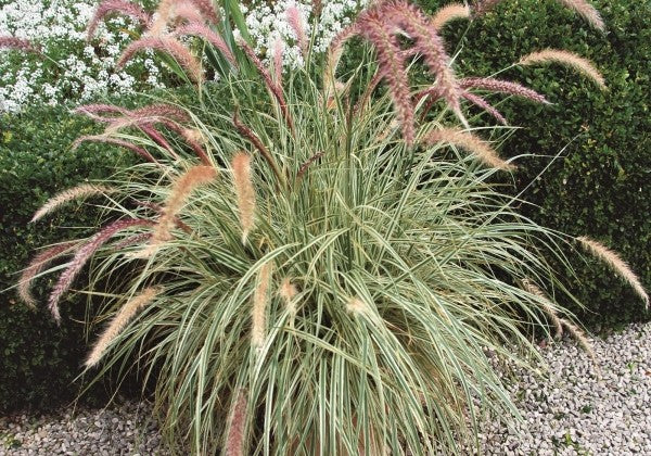 Pennisetum advena Sky Rocket