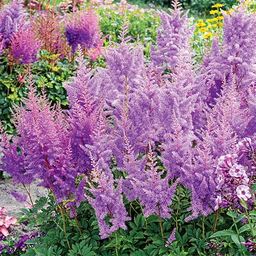 Astilbe 'Nemo'