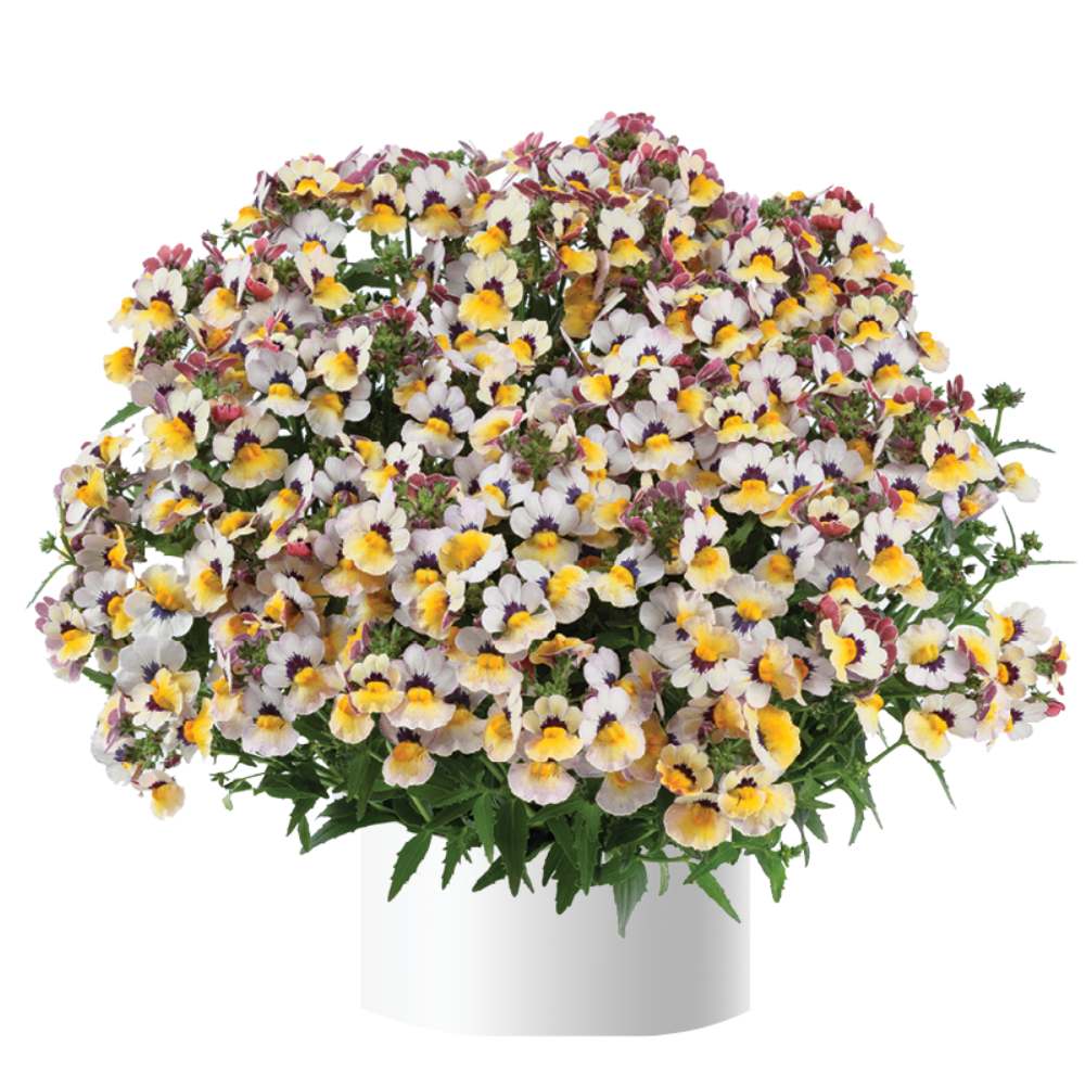 Nemesia Nesia Bananaberry