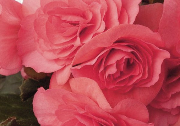 Begonia Solenia Light Pink (JOY PINK)