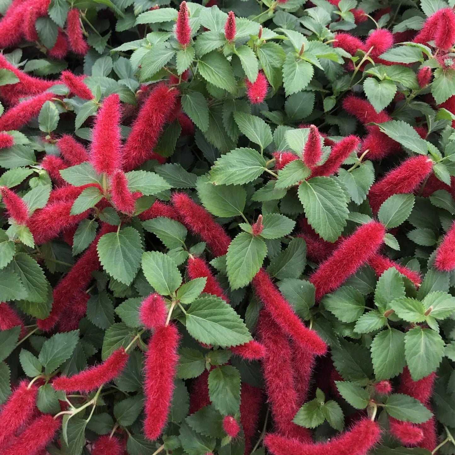 Acalypha hybride Foxie (Akalifa)