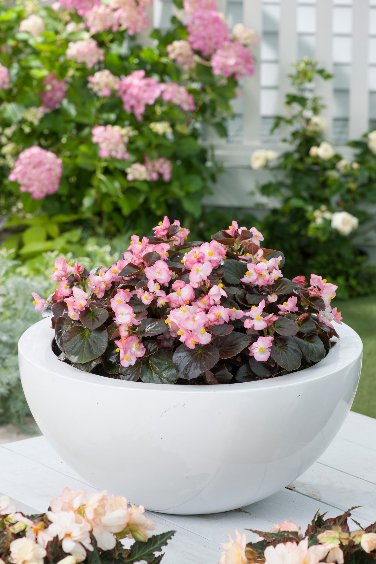 Begonia semperflorens Senator IQ Rose Bicolor