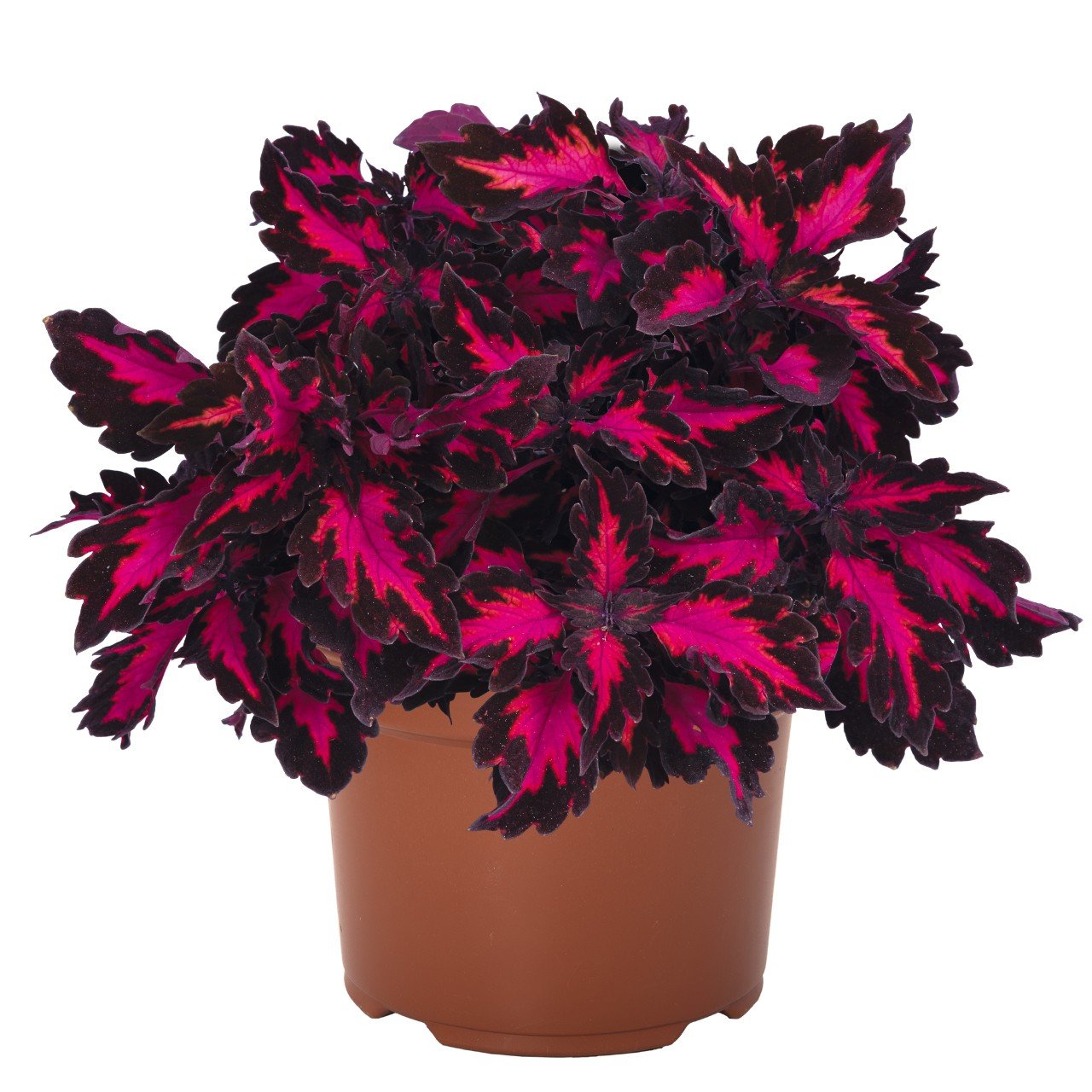 Coleus blumei Down Town (Stained Glassworks) Royalty