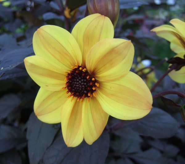 Dahlia hortensis Mystic Illusion
