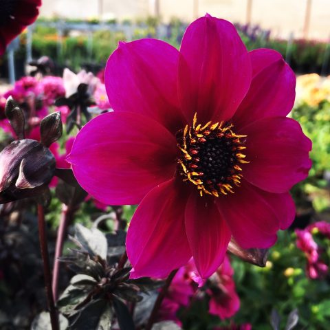 Dahlia hortensis Mystic Wizard