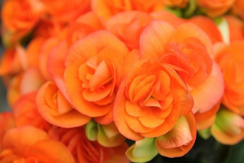 Begonia semperflorens Brasil Orange