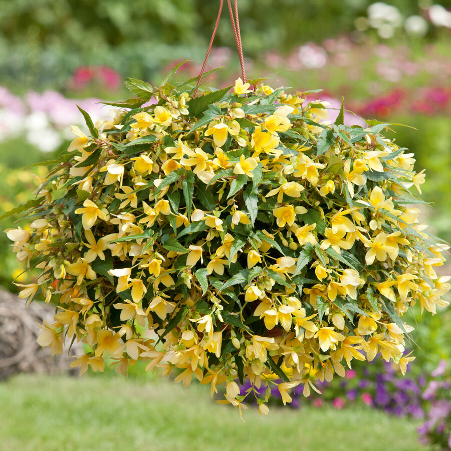 Begonia boliviensis Bellavist sidrun