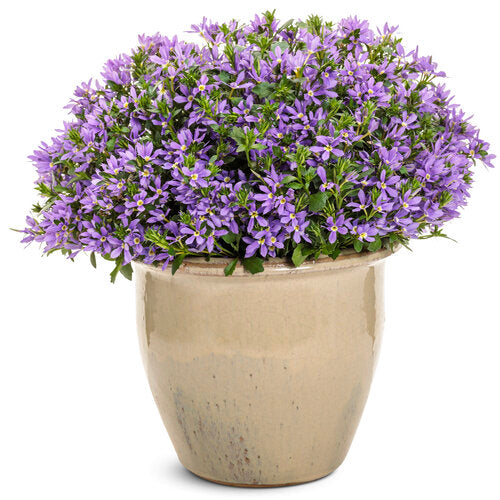 Scaevola Stardiva Blue Star