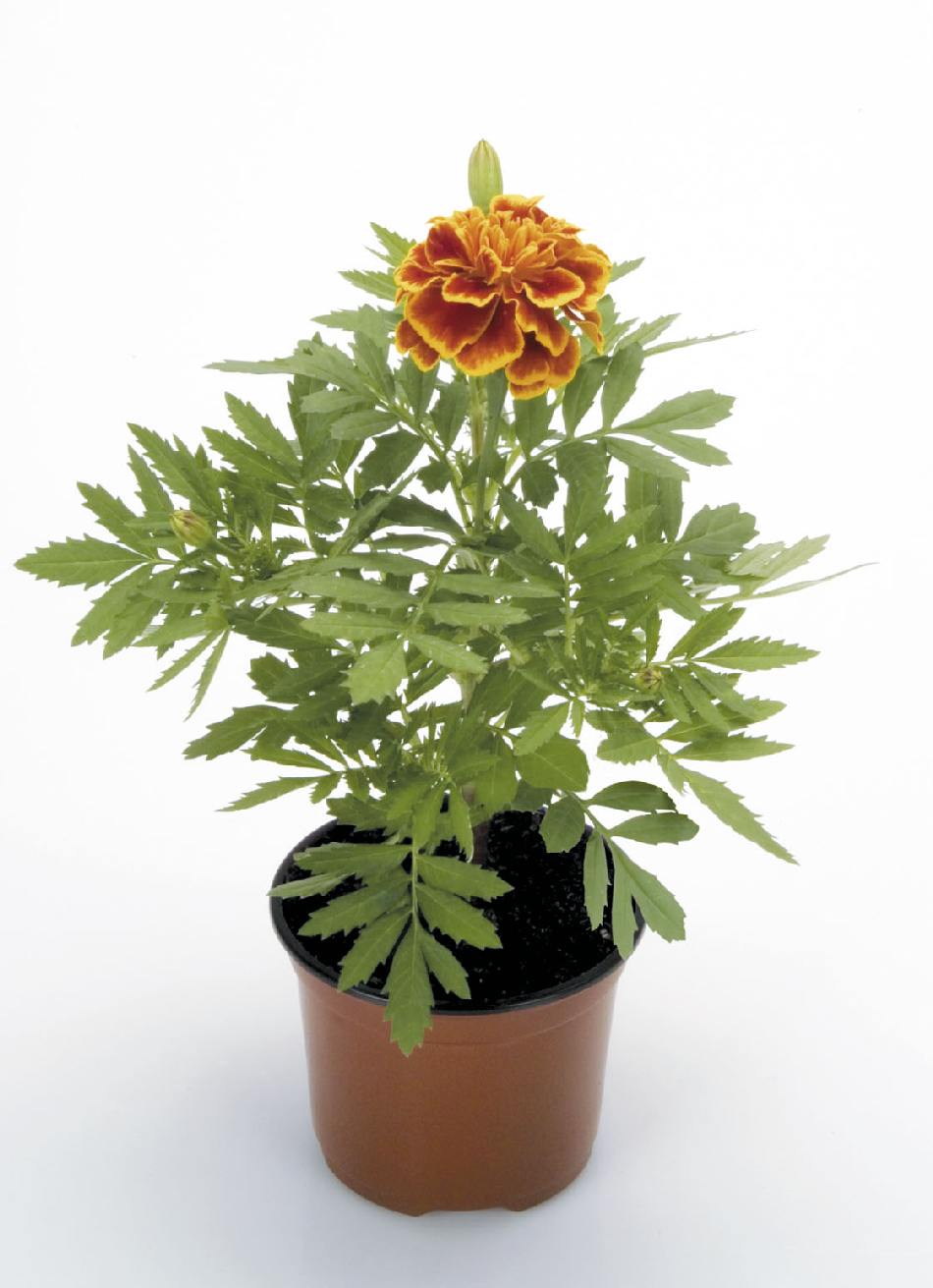 Tagetes patula Bonanza Bee