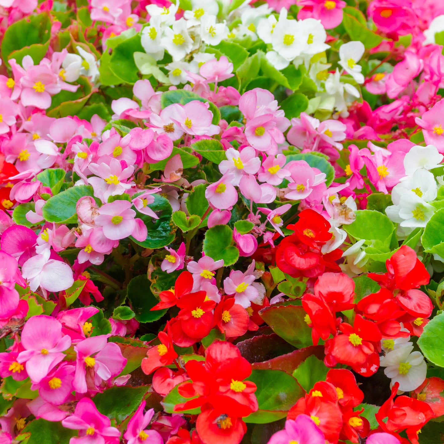 Begonia semperflorens Organdy Mix