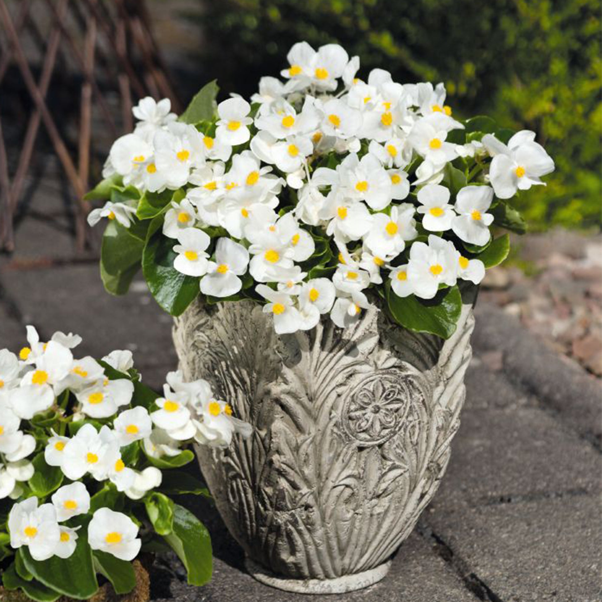 Begonia semperflorens Brasil White
