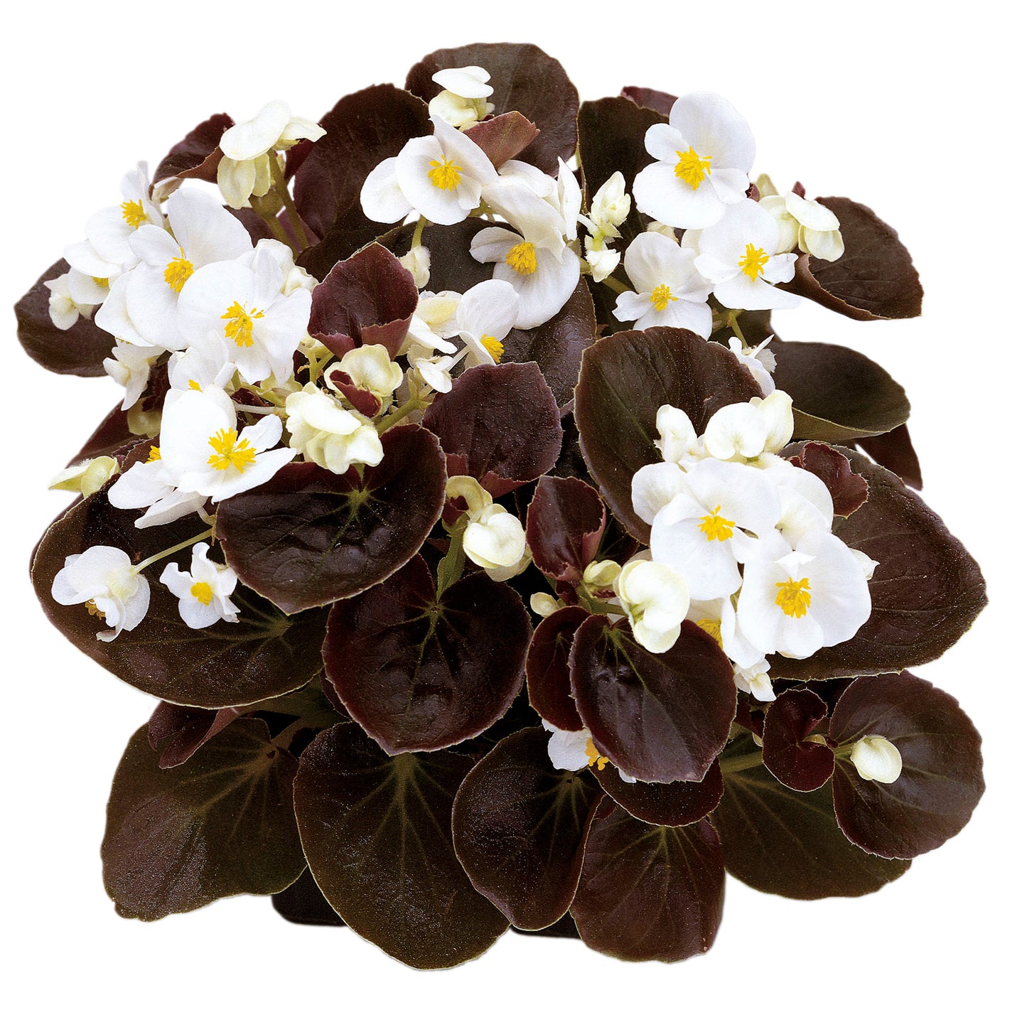 Begonia semperflorens Senator IQ White