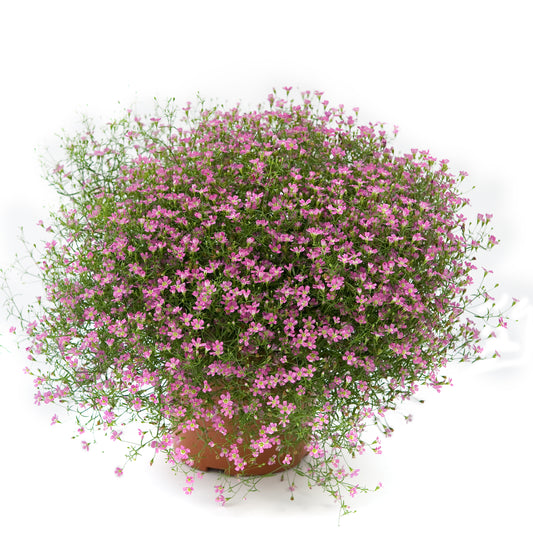 Gypsophila muralis Gypsy Deep Rose
