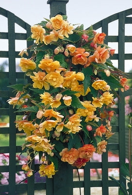 Begonia tuberhybrida Illumination Apricot
