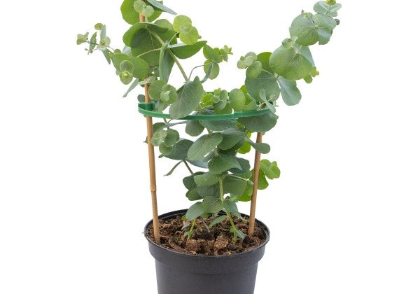 Eucalyptus cinerea Silver Dollar