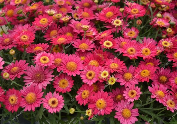 Argyranthemum frutescens Aramis Fire