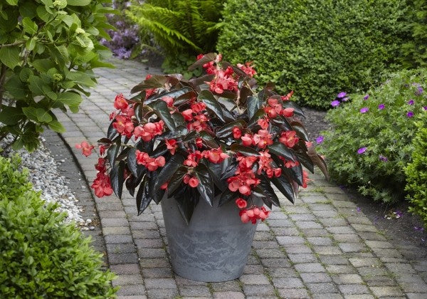 Begonia hybrida Dragon Wing Bronze Leaf Red