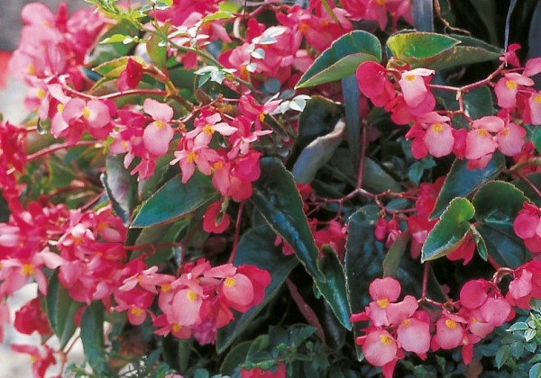 Begonia hybrida Dragon Wing Pink