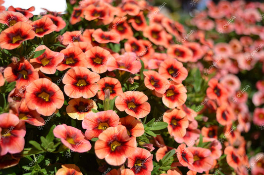 Calibrachoa hybrida Calita Orange Red Eye
