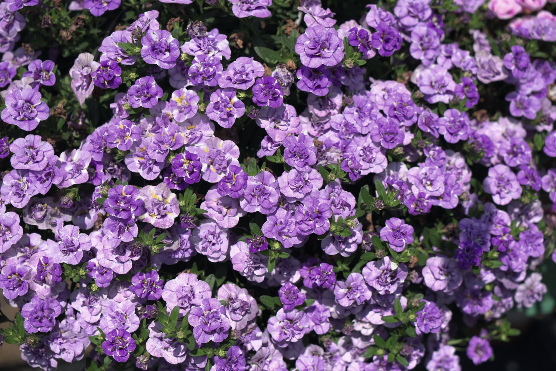 Calibrachoa hybrida Calita Double Blue Splash
