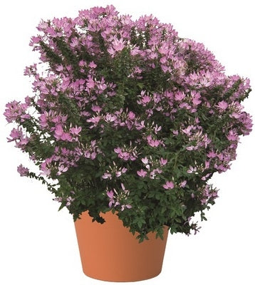 Cleome hassleriana Kelly Rose