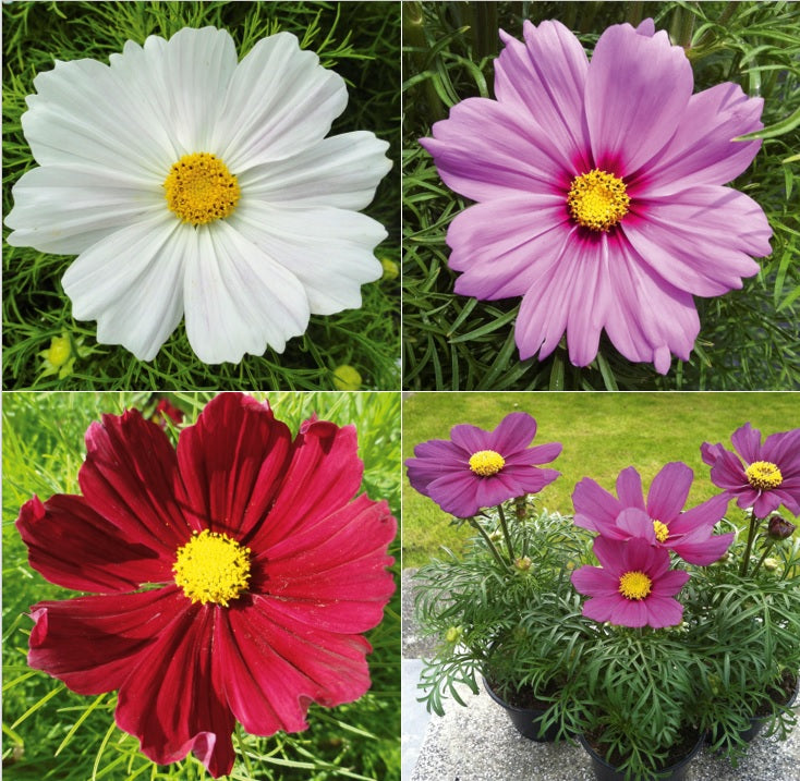 Cosmos bipinnatus Cosmini Mix