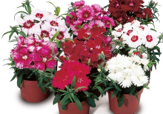 Dianthus chinensis Clarion Elite Mix