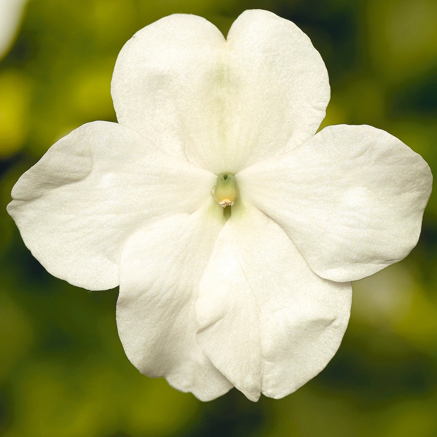 Impatiens walleriana Vitara White