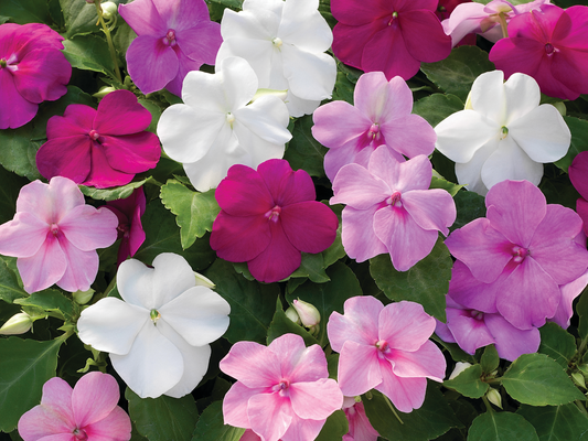 Impatiens walleriana Vitara Elite Mix