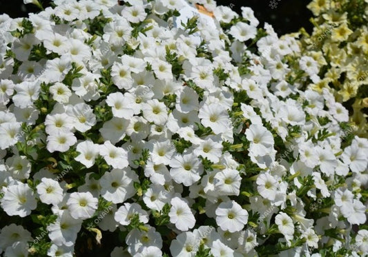 Petunia atkinsiana Surfinia Snow