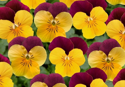 Viola cornuta Twix Orange Burgundy Wing_1