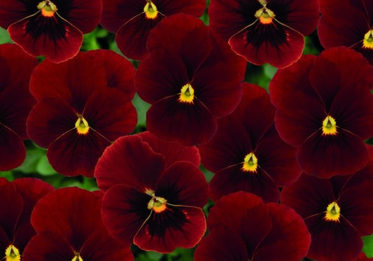 Viola cornuta Twix Red with Eye